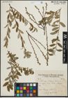 Foto von Salix repens L.
